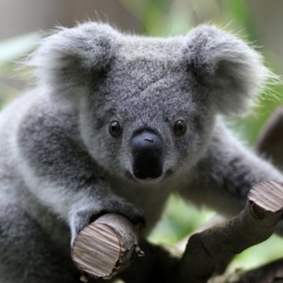 Meet your Posher, Denise - Picture 1 of 1